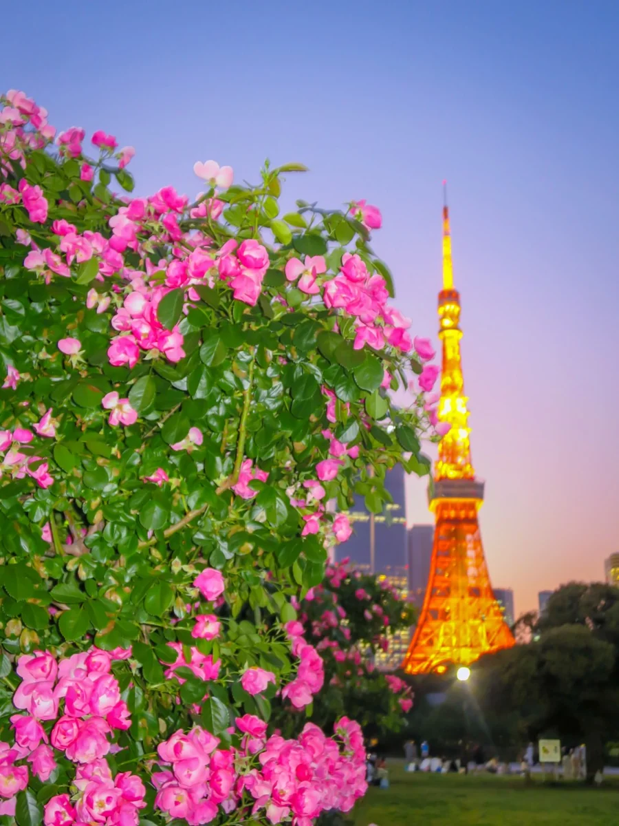 投稿写真：東京タワーとバラ