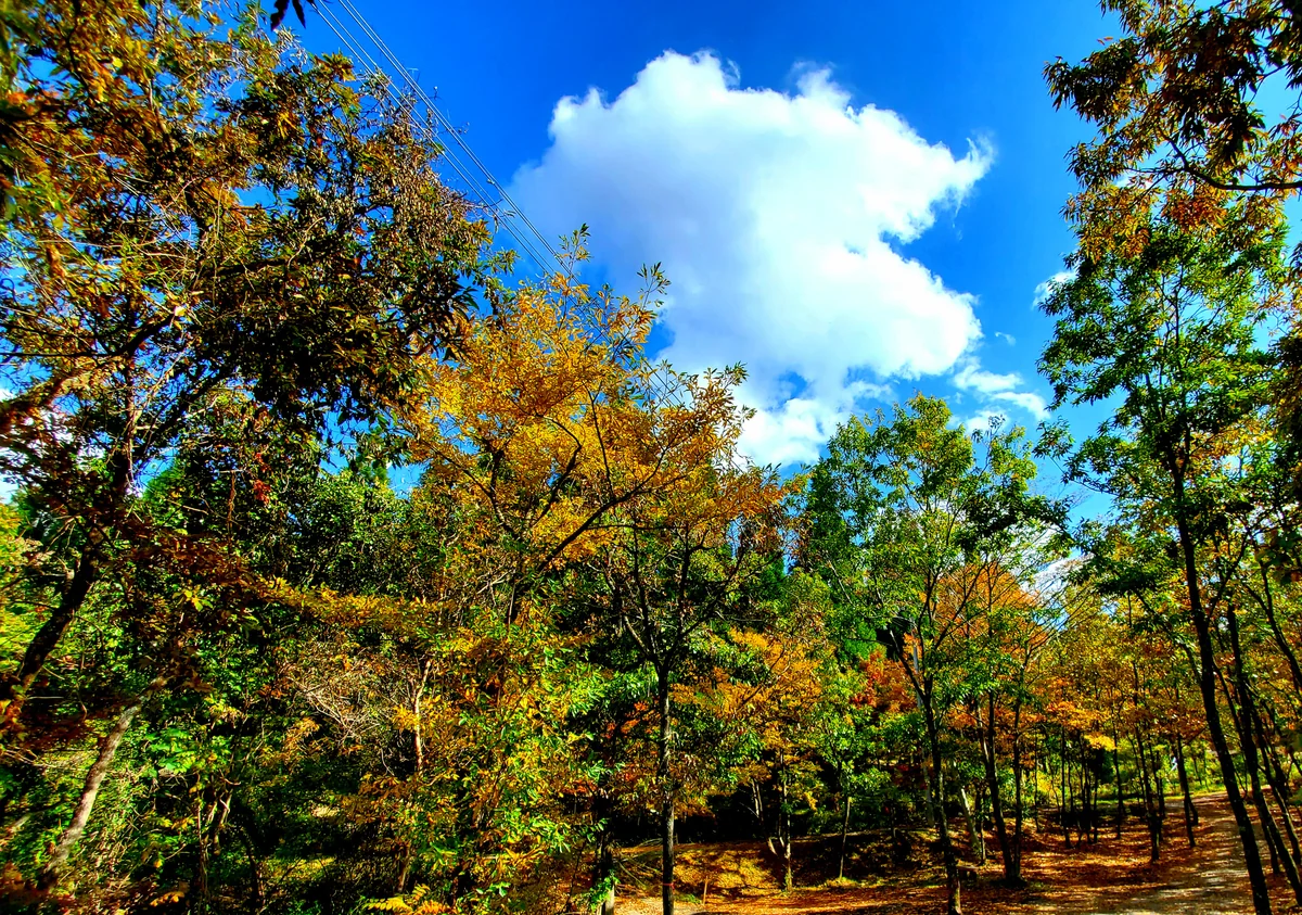 投稿写真：こんがりパン屋さん
