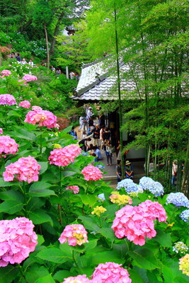 投稿：長谷寺の紫陽花（ピンク）