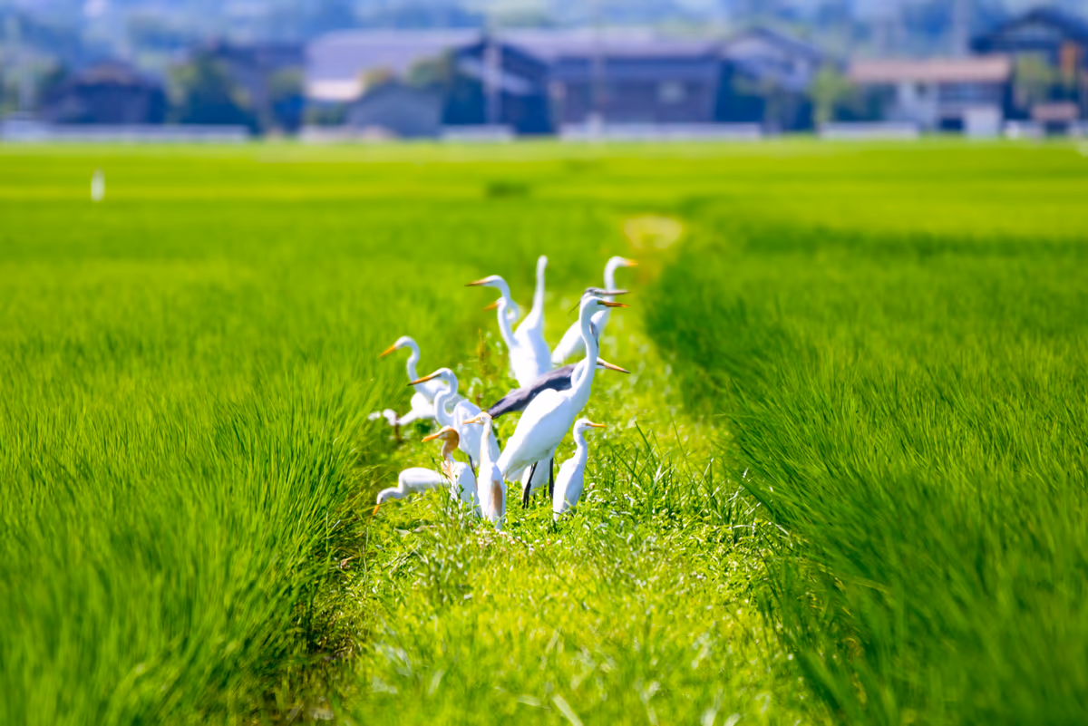 投稿写真：GIAHSの島「佐渡」に住まう野鳥たち