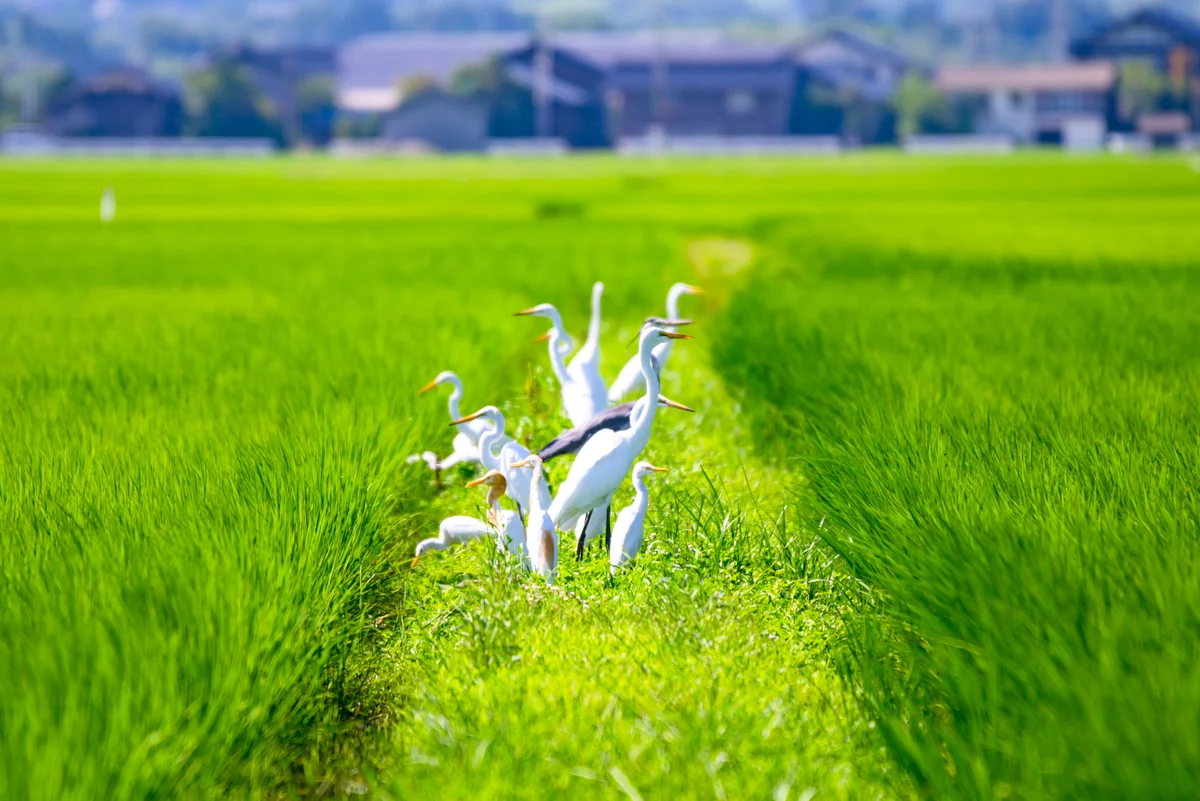 投稿写真：GIAHSの島「佐渡」に住まう野鳥たち