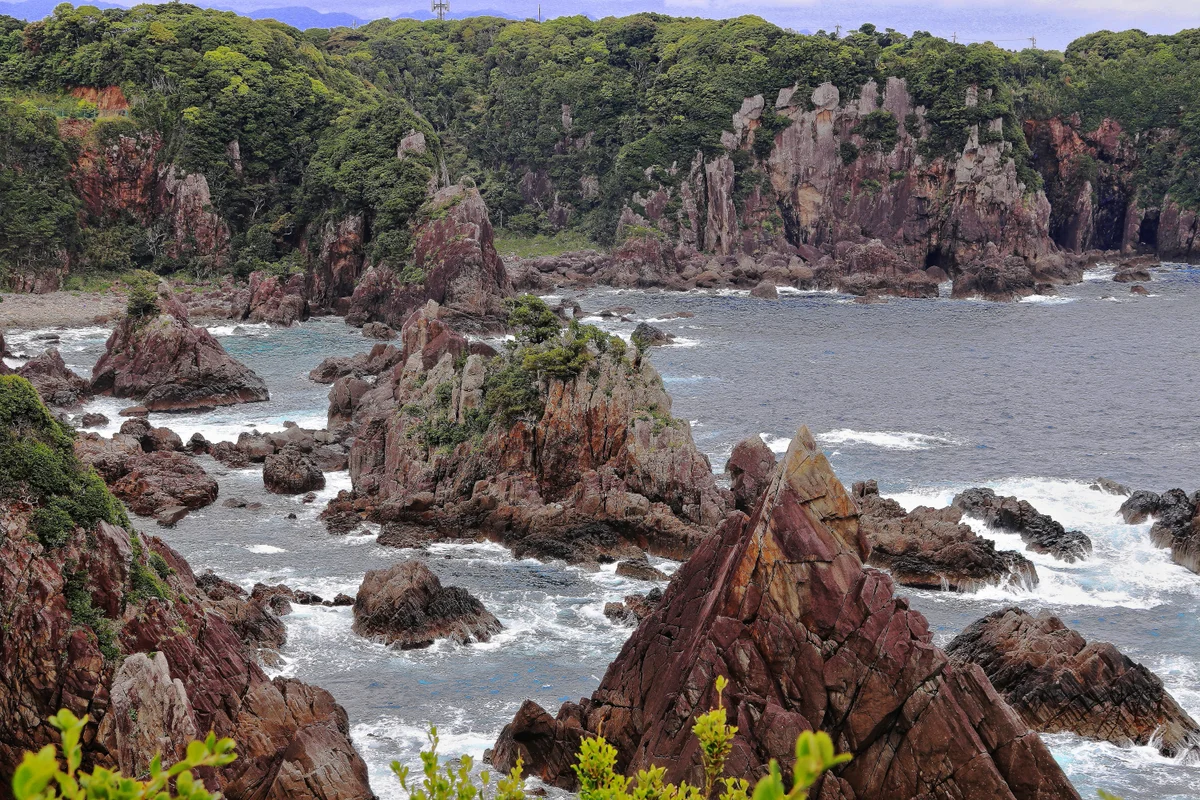 投稿写真：海金剛