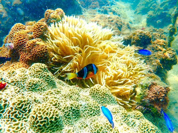 投稿：珊瑚の楽園