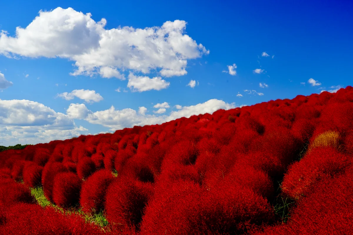 投稿写真：コキア紅葉