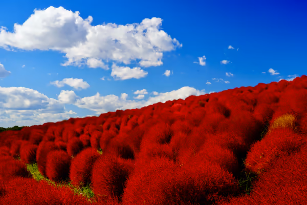 投稿：コキア紅葉