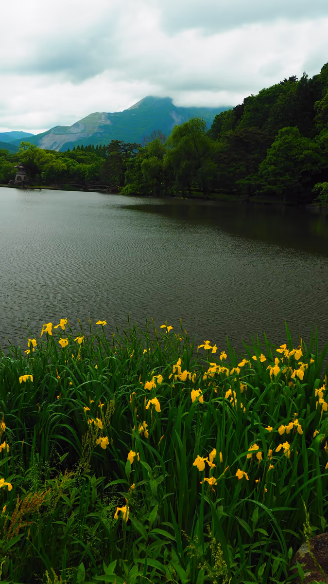 投稿写真：三島池　黄菖蒲