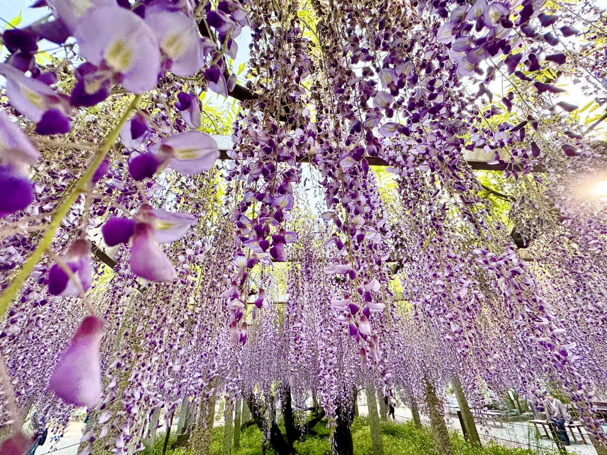 投稿写真：三大神社 砂擦ずりの藤