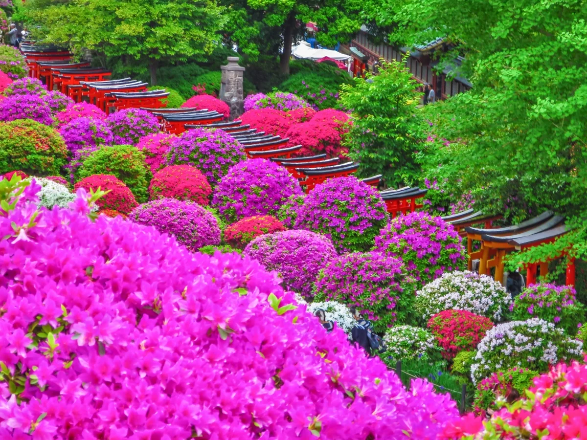 投稿写真：色とりどりのツツジと千本鳥居