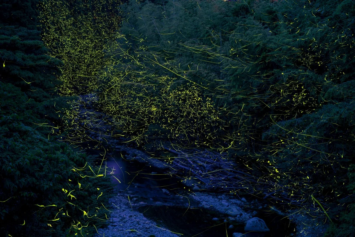 投稿写真：ゲンジボタルの乱舞