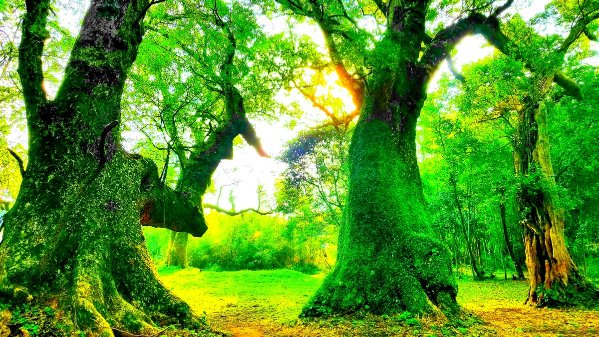 投稿写真：千本楠の朝の木漏れ日