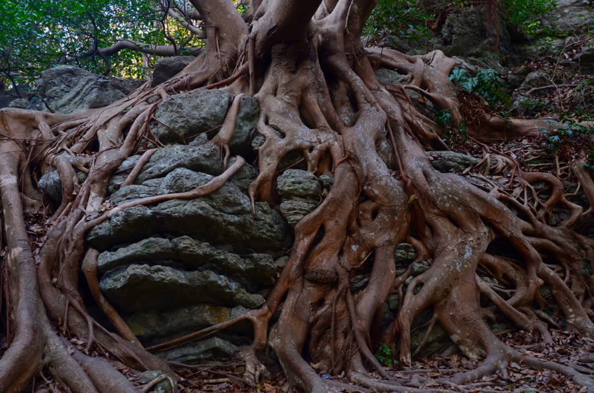 投稿写真：侵蝕するもの