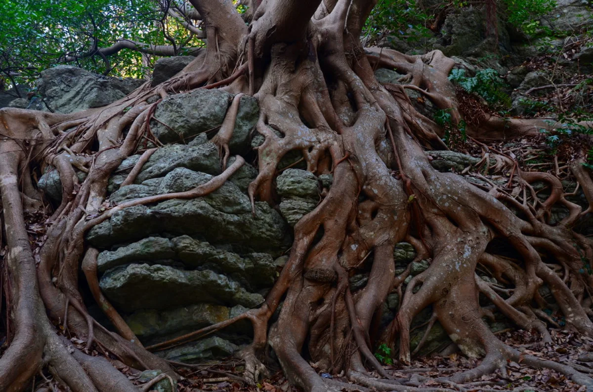 投稿写真：侵蝕するもの