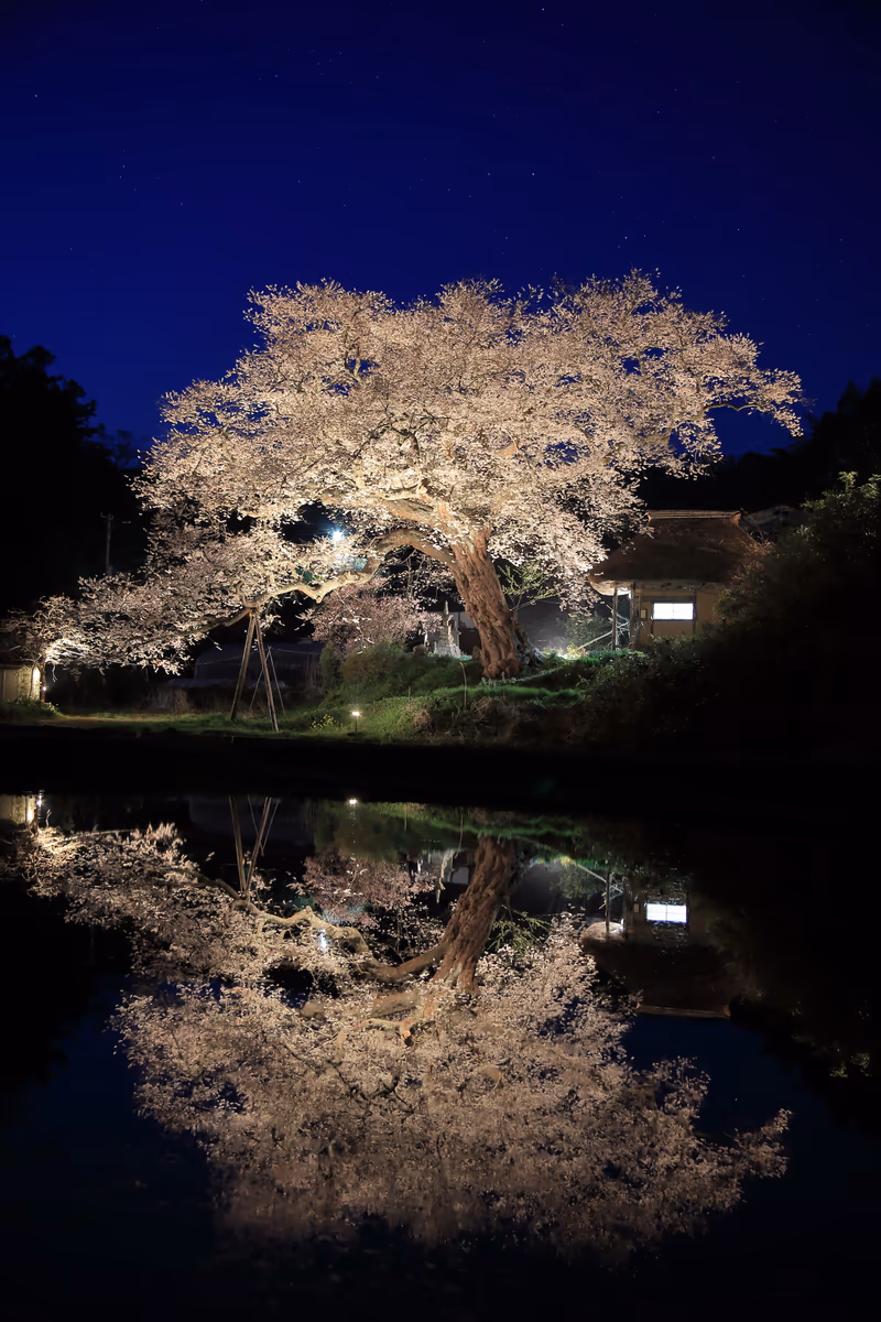 投稿写真：法乗坊の種まき桜