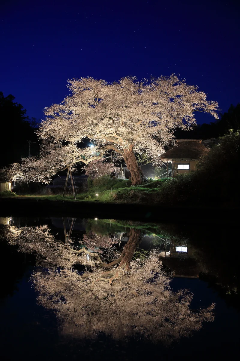 投稿写真：法乗坊の種まき桜