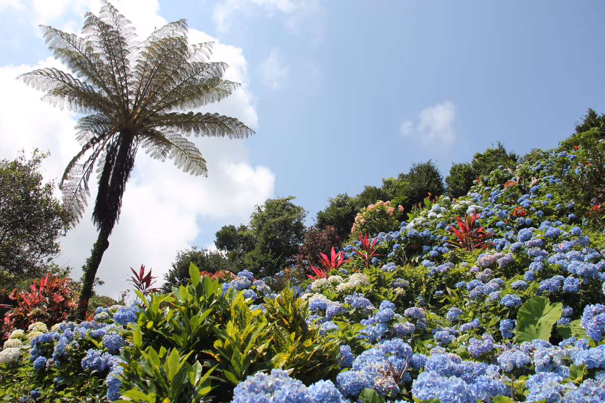投稿写真：よへな紫陽花園