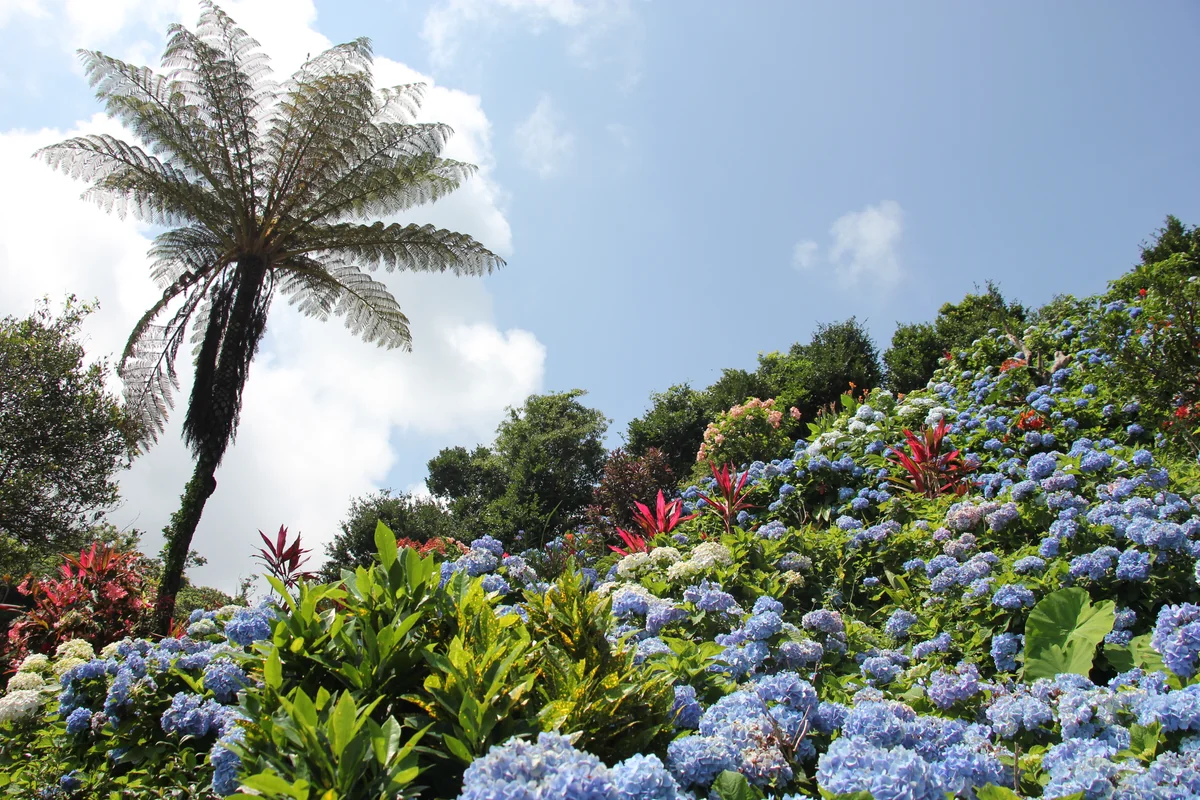 投稿写真：よへな紫陽花園