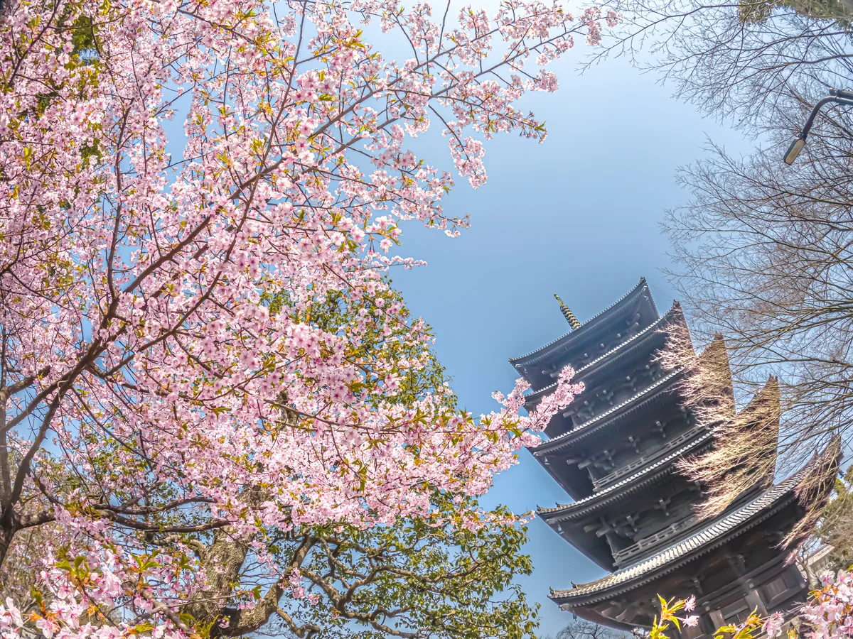 投稿写真：春近し、東寺五重塔