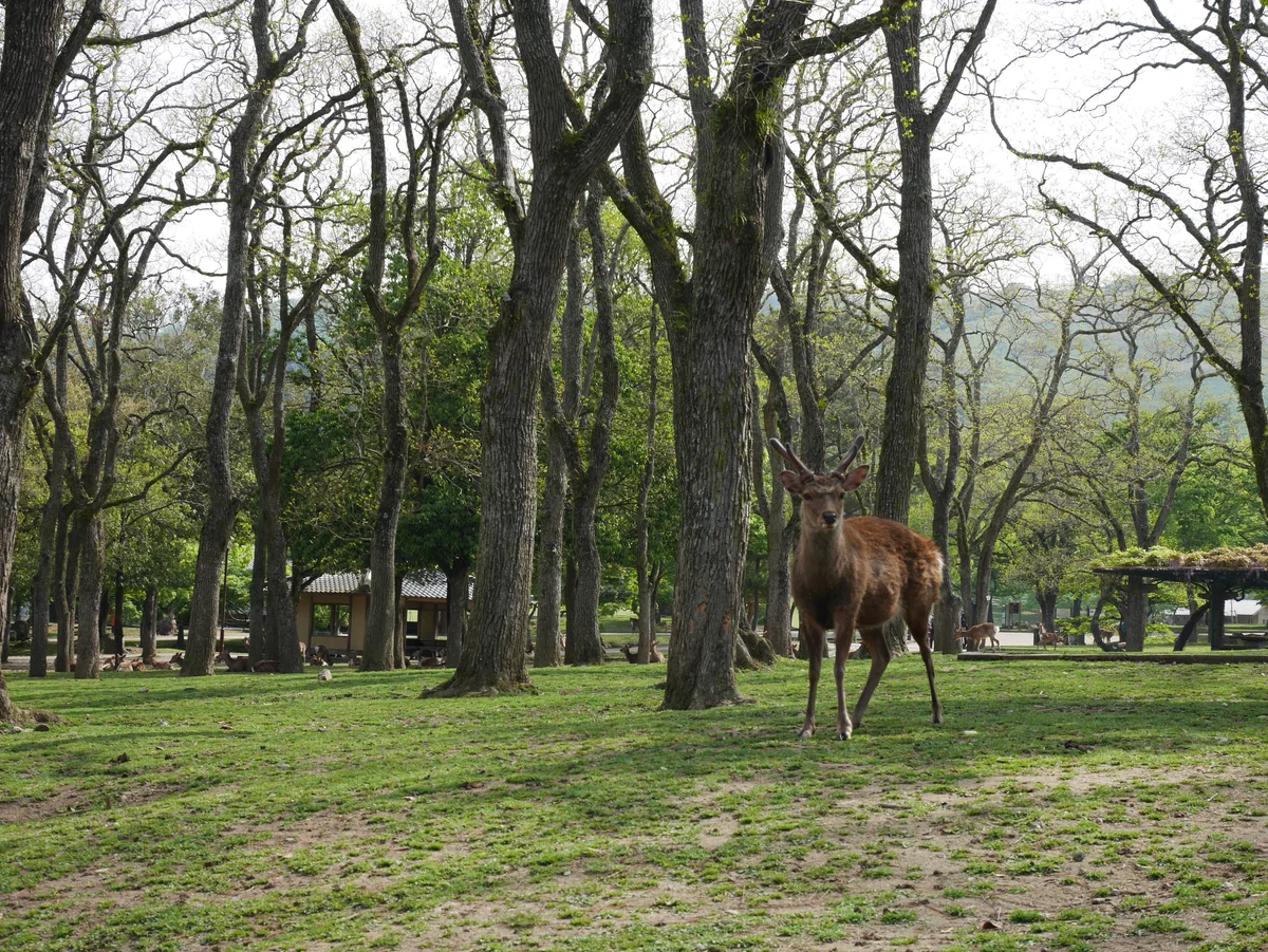 投稿写真：019奈良公園（奈良）