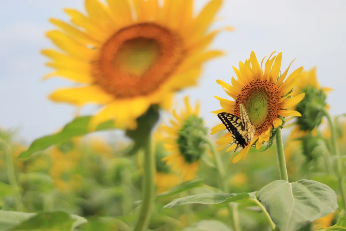 投稿写真：揚羽蝶と向日葵