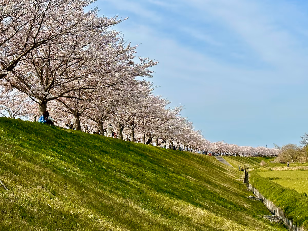 投稿写真：花の堤