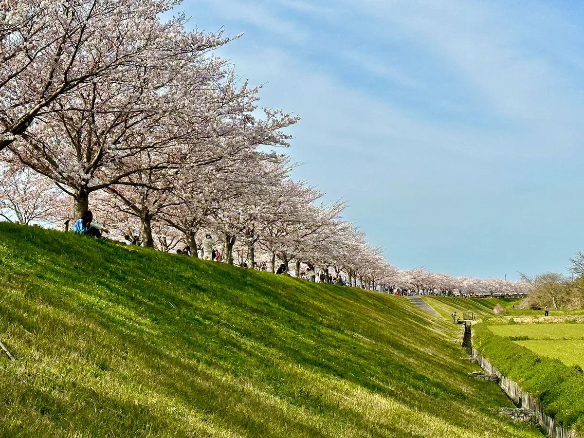 投稿写真：花の堤