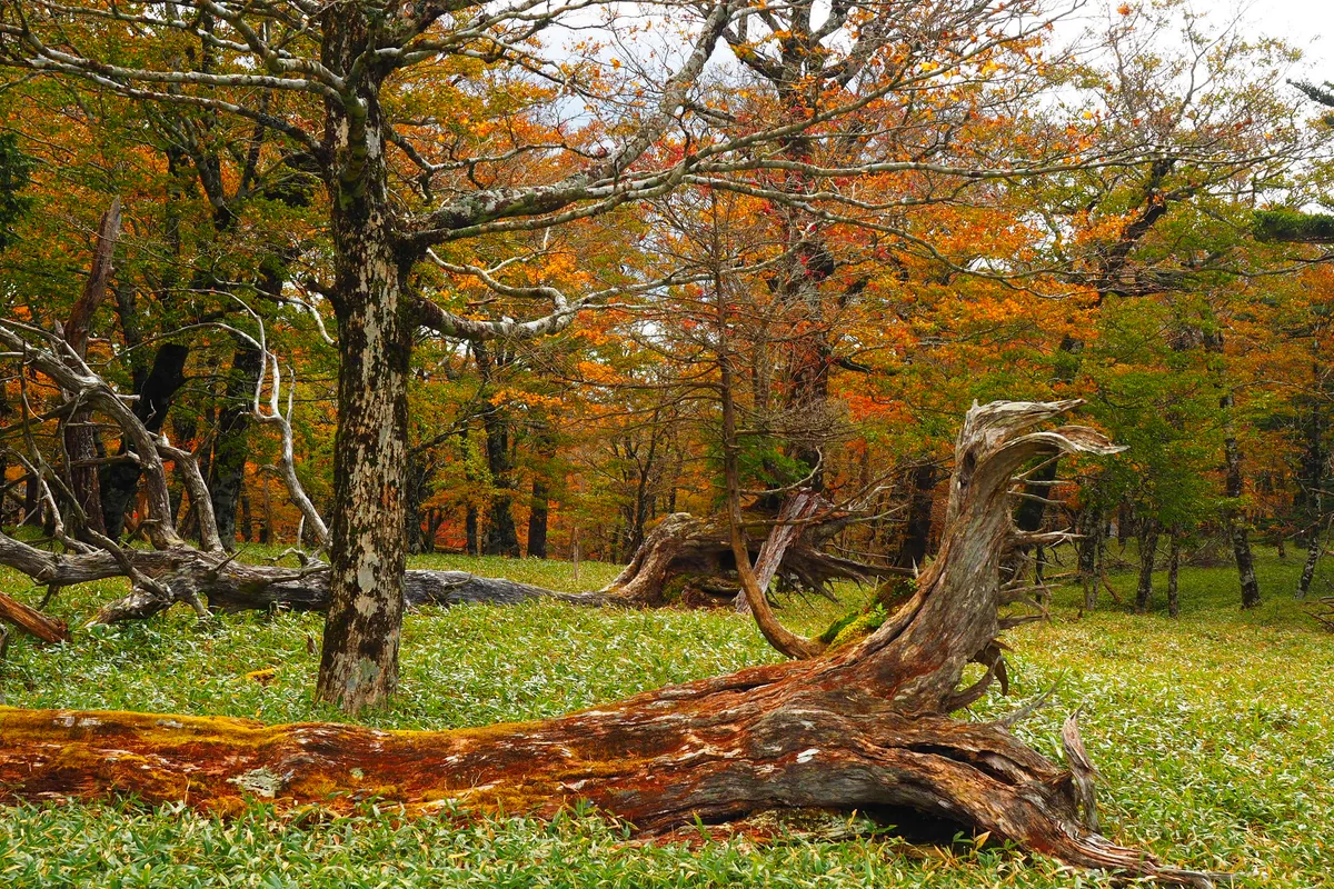 投稿写真：倒木