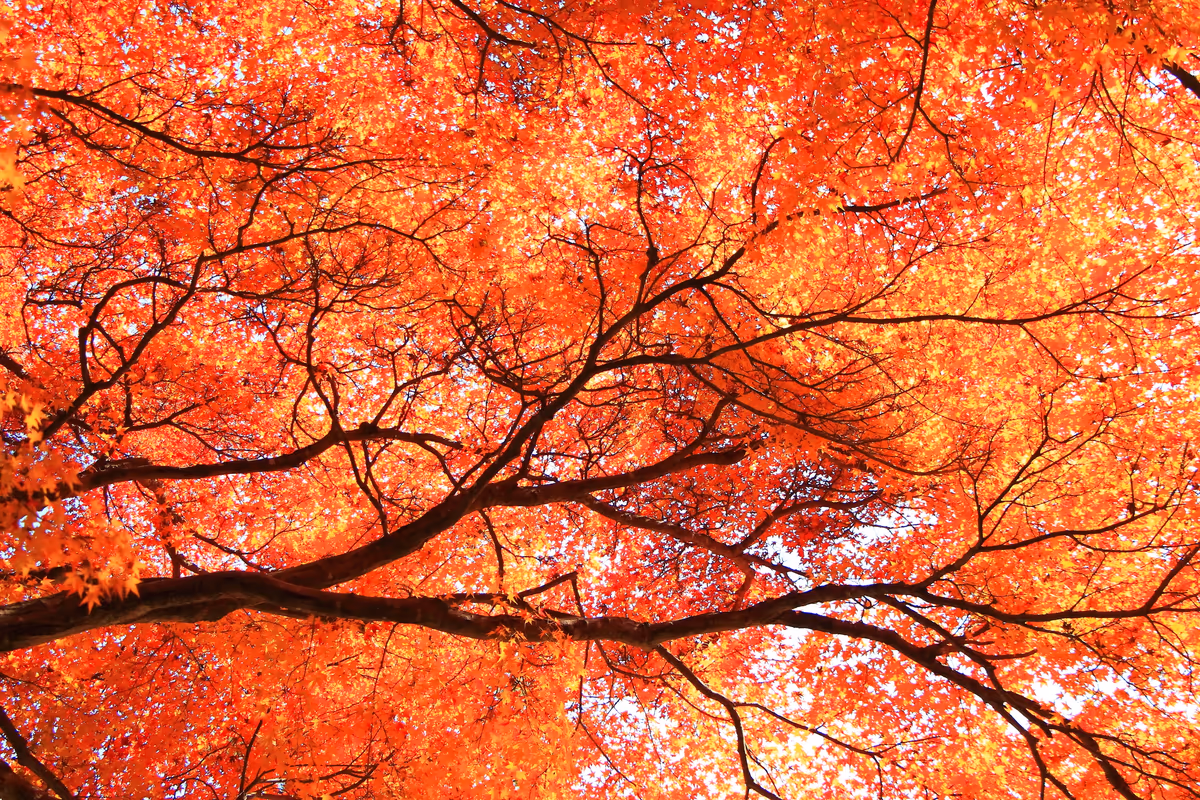 投稿写真：常寂光寺の紅葉