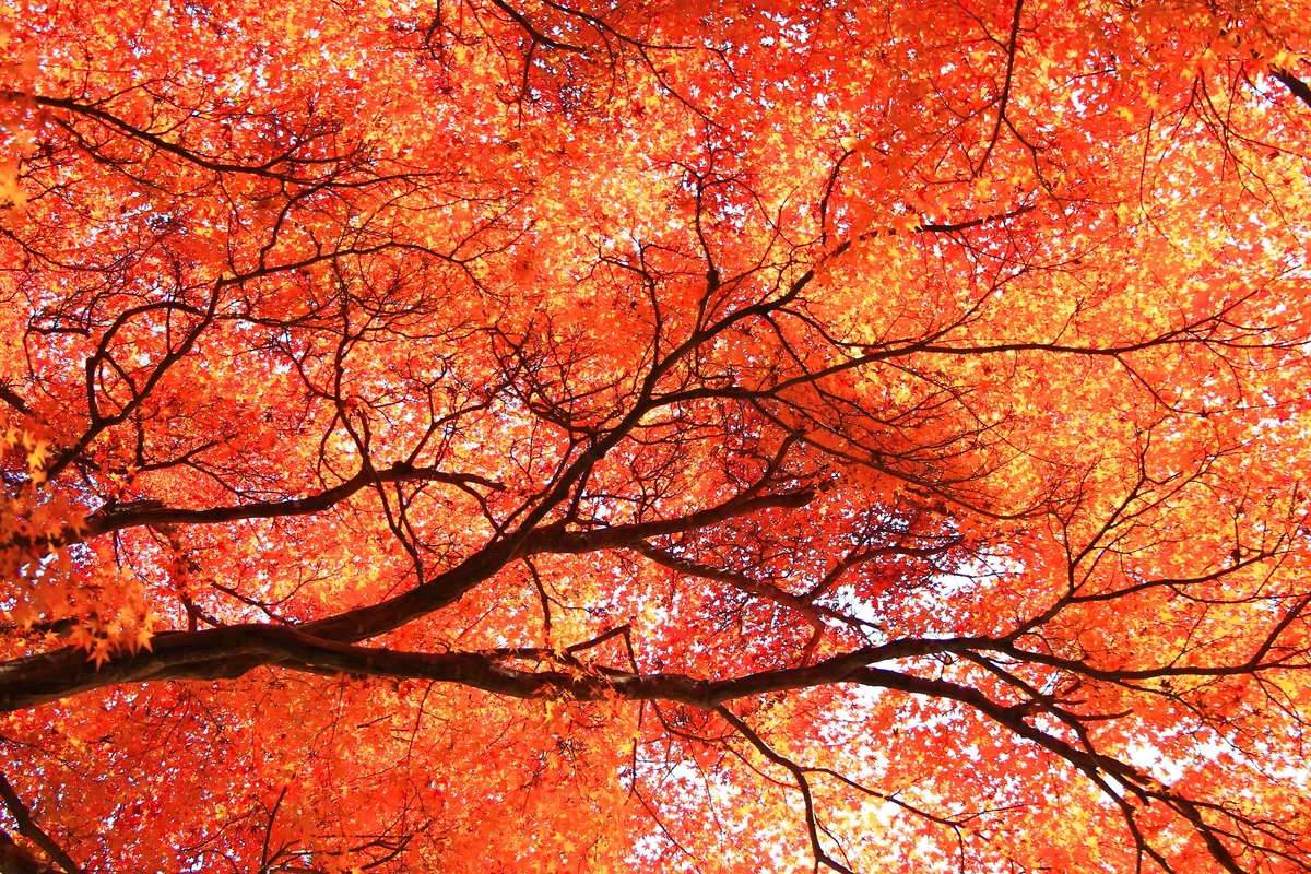 投稿写真：常寂光寺の紅葉