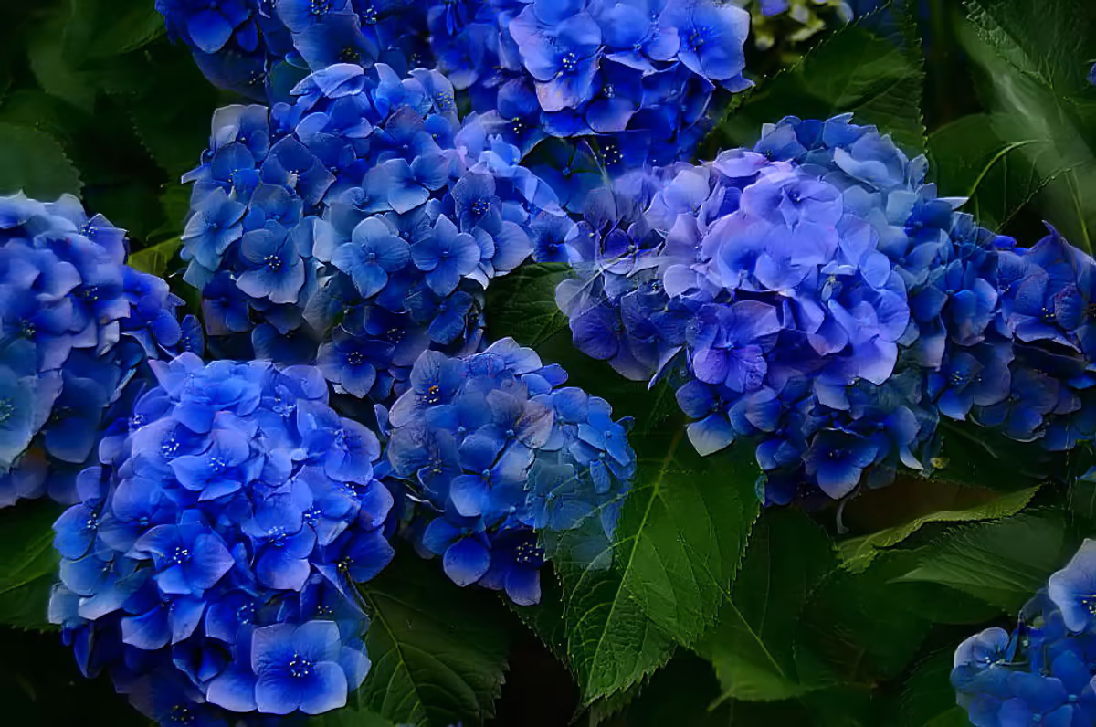 投稿写真：紫陽花恋歌