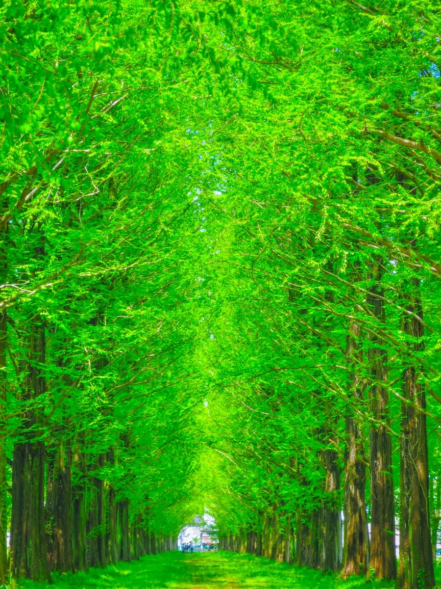 投稿写真：メタセコイア並木の新緑