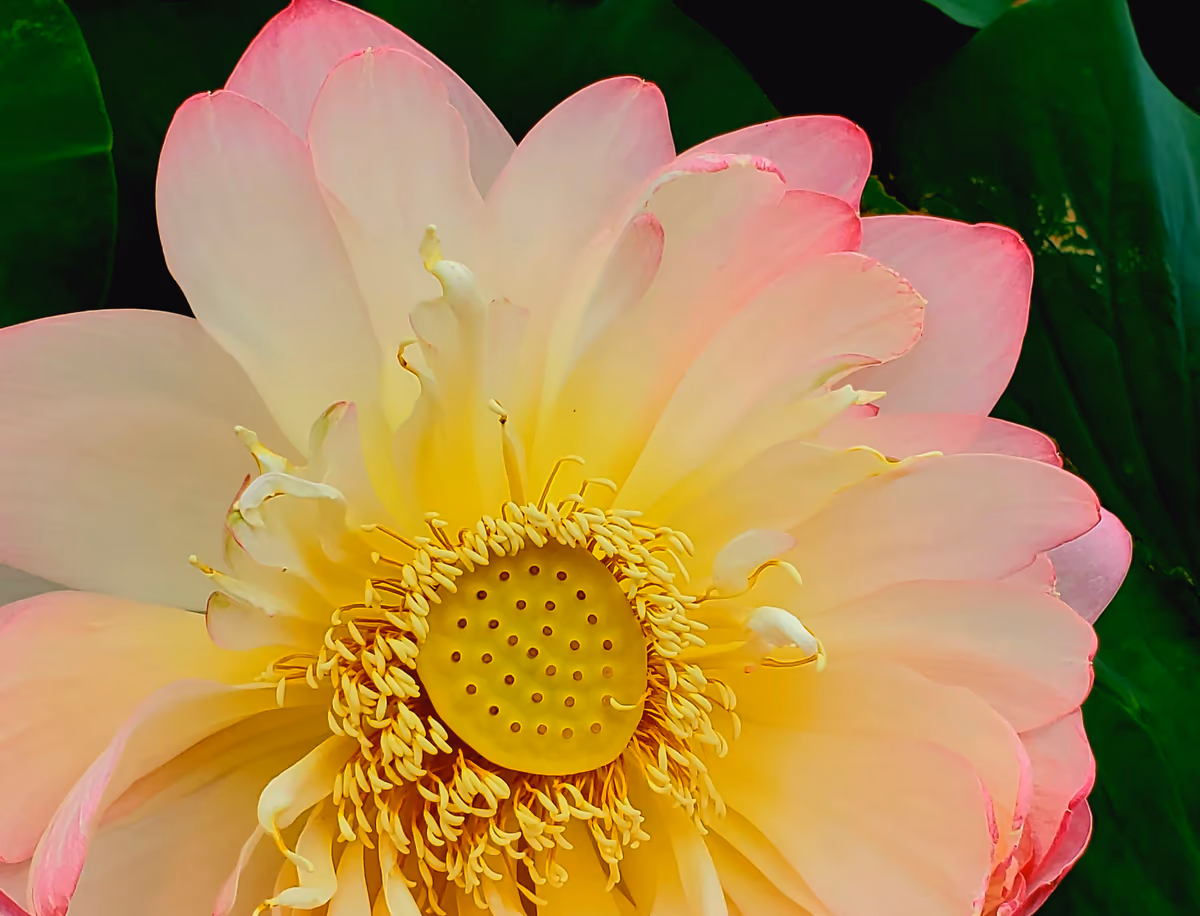 投稿写真：ドアップ蓮の花