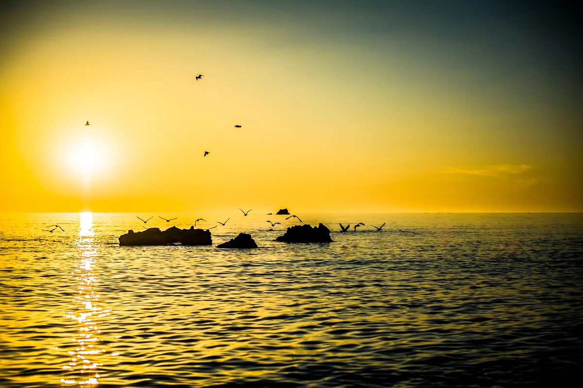 投稿写真：ウミネコシルエット