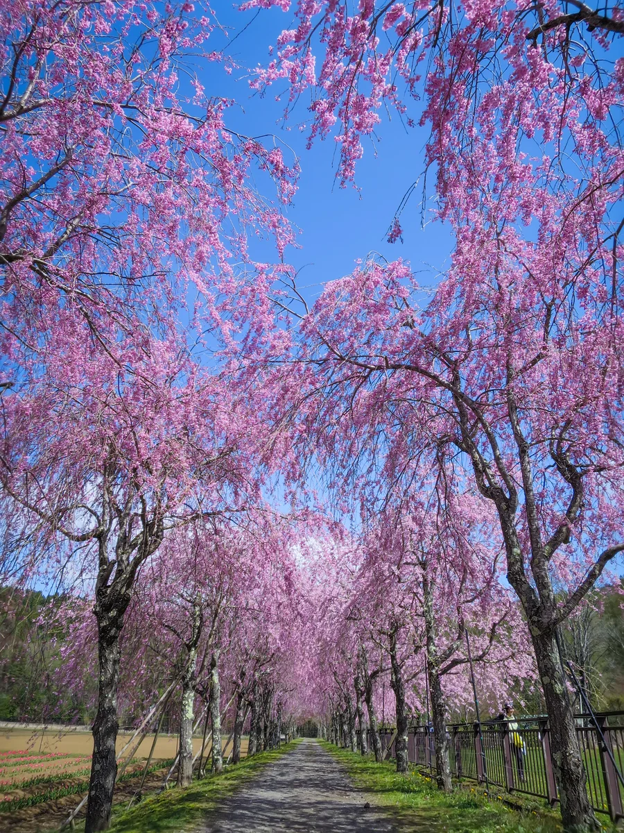 投稿写真：ベニシダレザクラの並木道