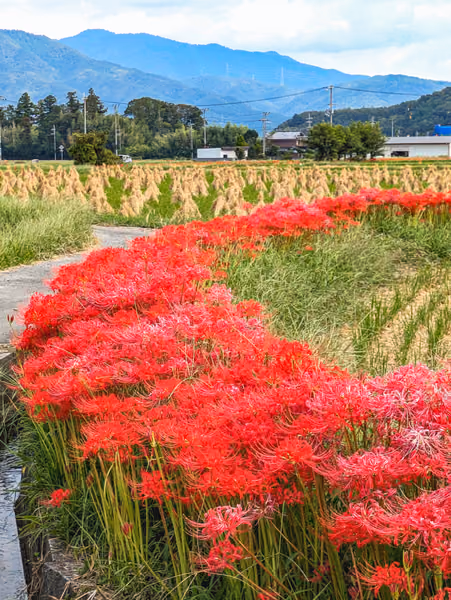 投稿：里山に広がる彼岸花と実りの秋