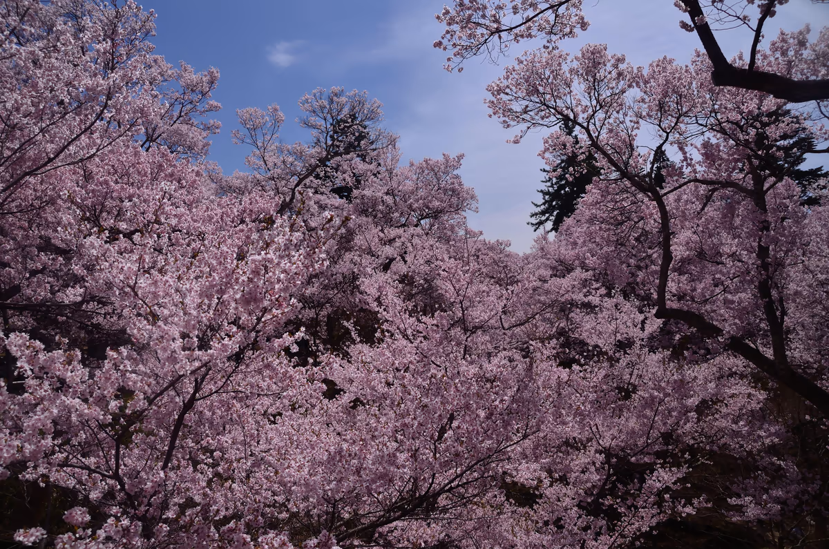 投稿写真：高遠城址桜