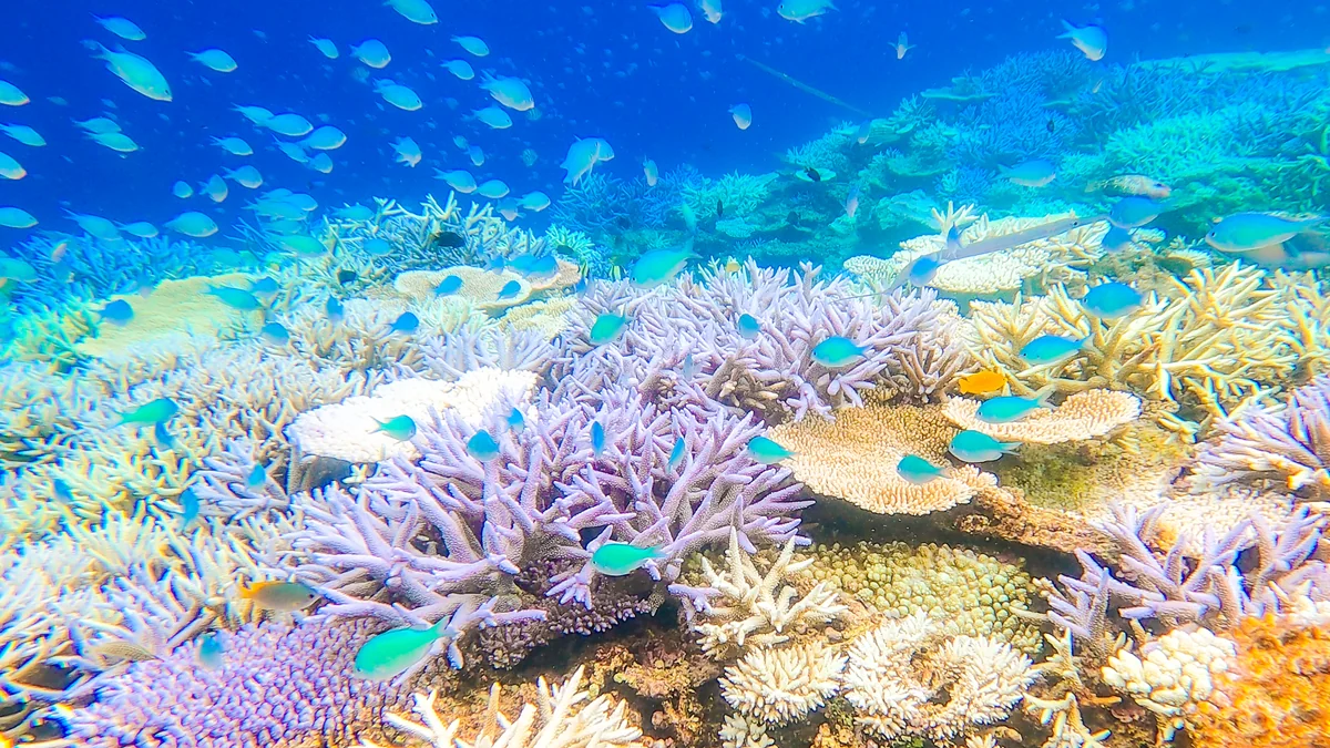 投稿写真：八重干瀬、カラフルサンゴと熱帯魚