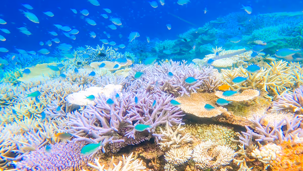 投稿：八重干瀬、カラフルサンゴと熱帯魚