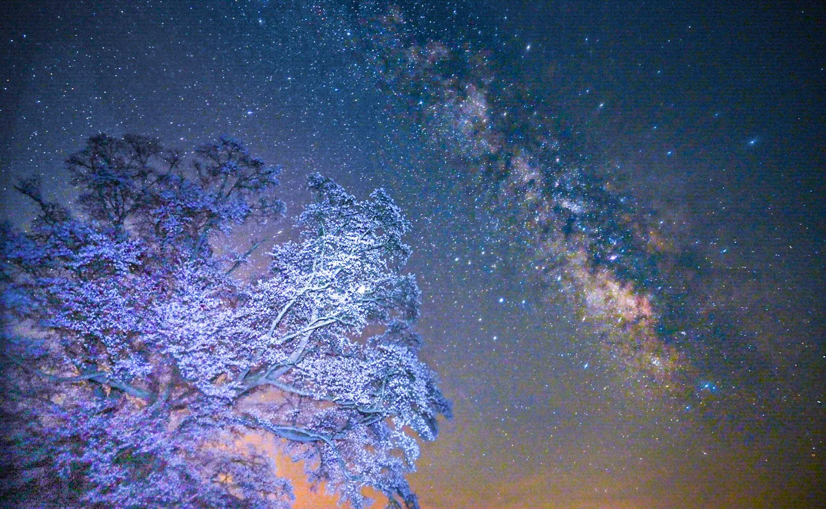 投稿写真：千鳥別尺のヤマザクラ