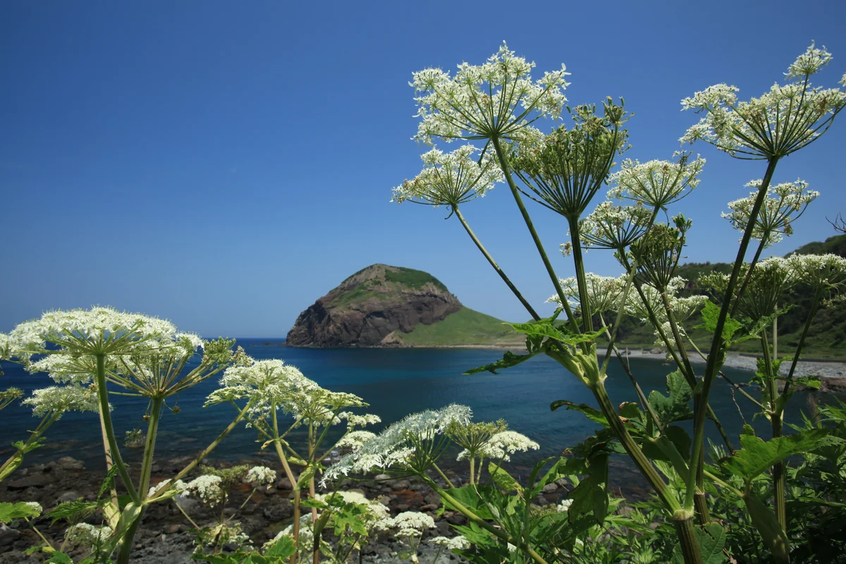 投稿写真：オオハナウド花咲く頃