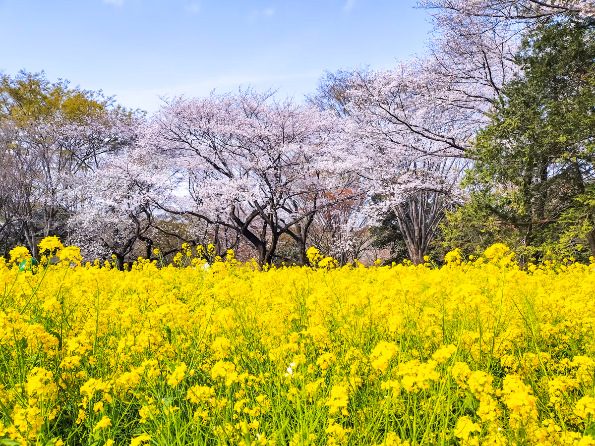 投稿写真：桜と菜の花