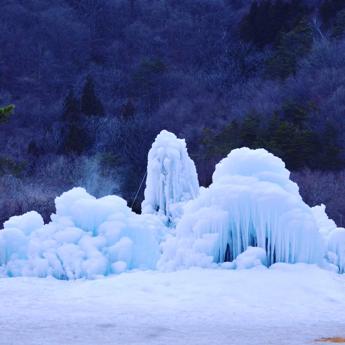 投稿写真：山梨県　西湖野鳥の森公園の樹氷
