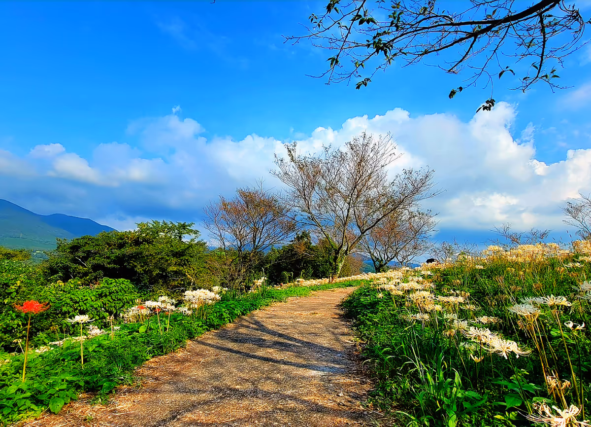 投稿写真：山頂の曼珠沙華
