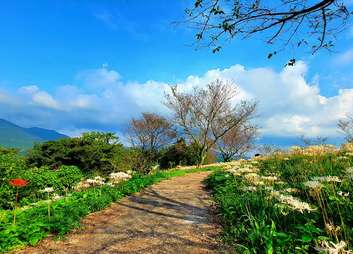 投稿写真：山頂の曼珠沙華