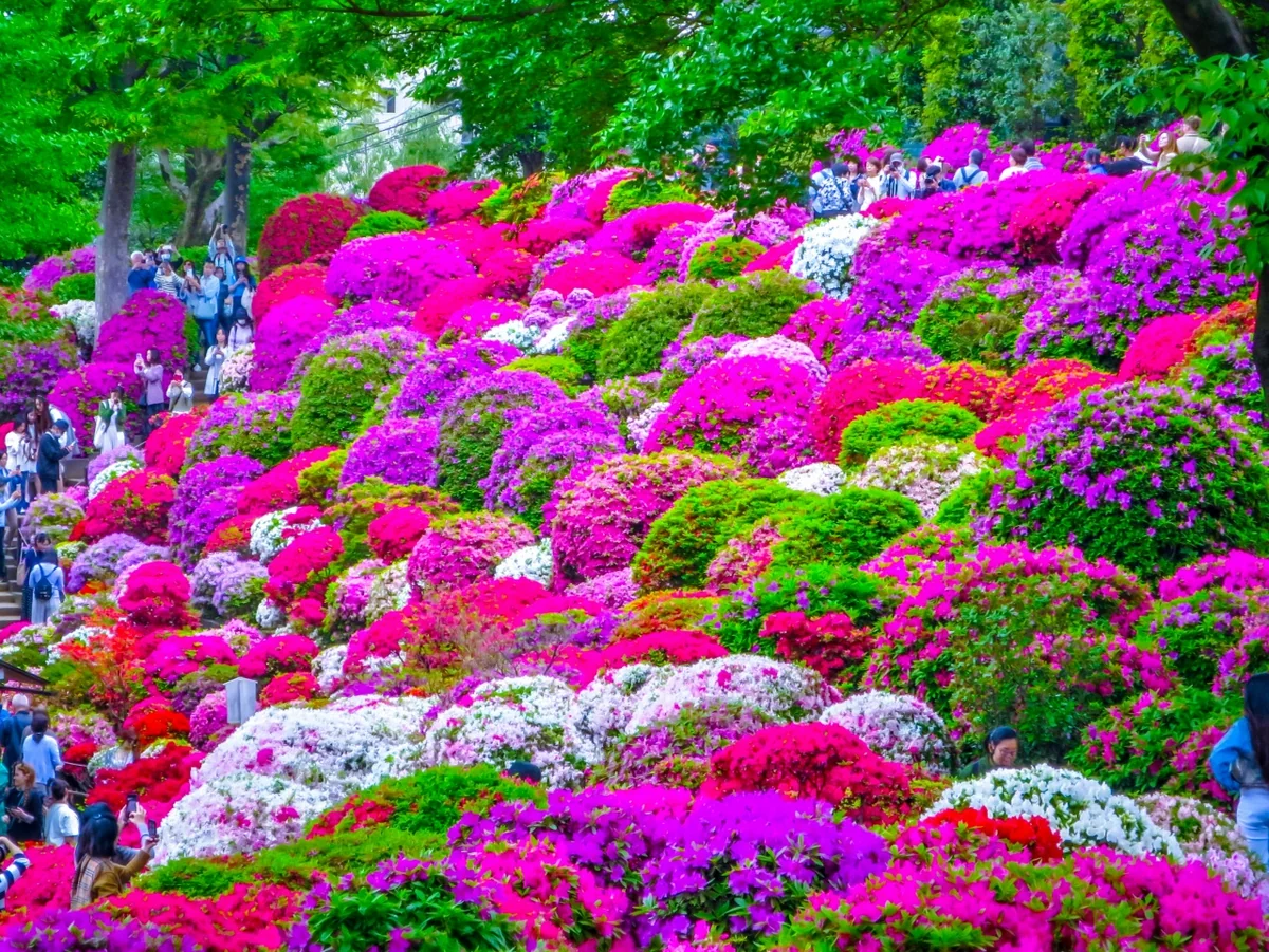 投稿写真：色とりどりのツツジ