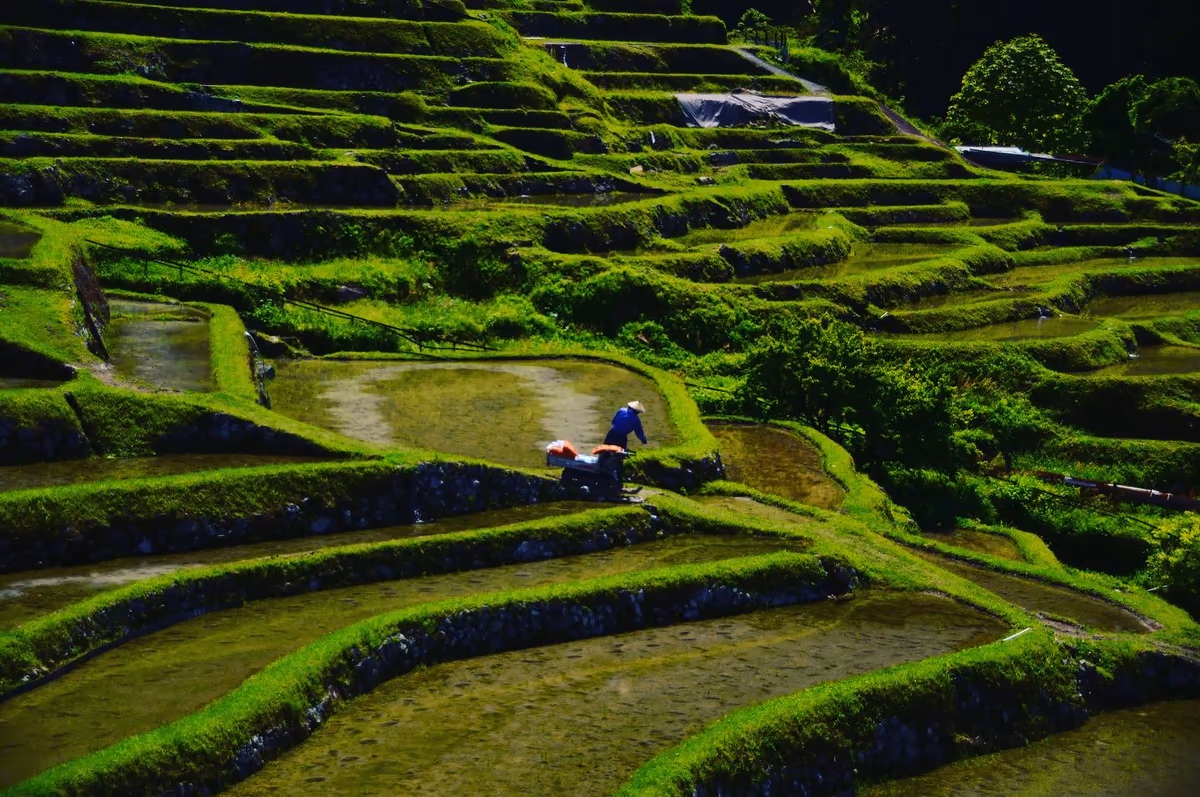 投稿写真：春の棚田