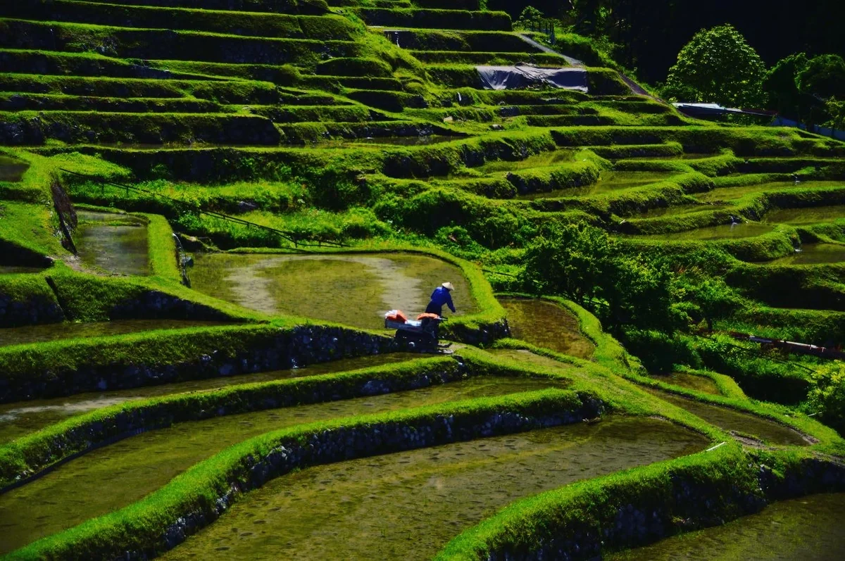 投稿写真：春の棚田
