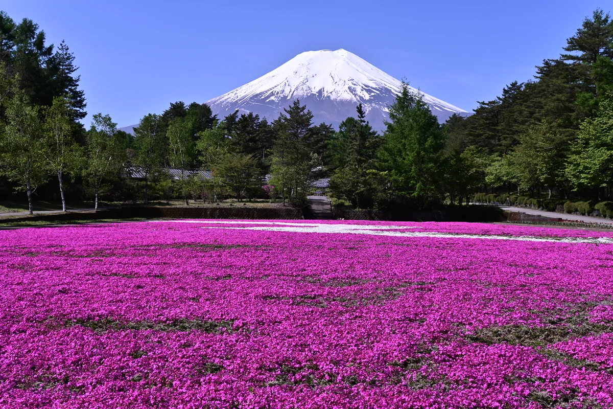 投稿写真：青空の下で
