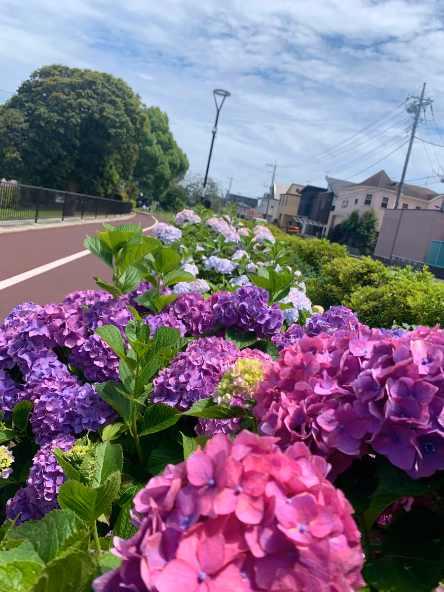 投稿写真：梅雨入りまで　あと一歩♪