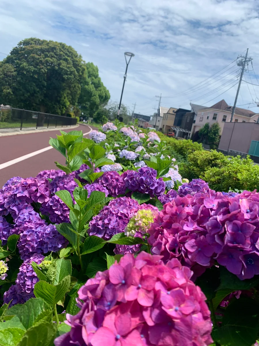 投稿写真：梅雨入りまで　あと一歩♪