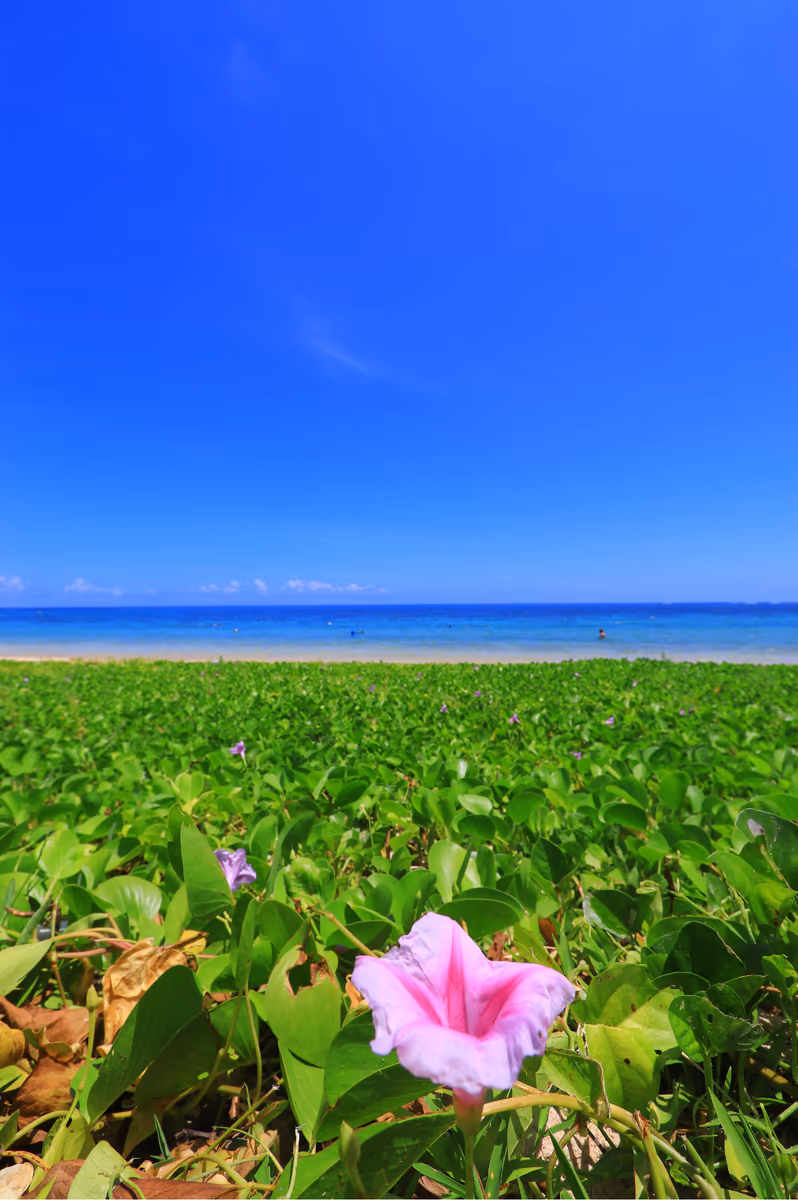 投稿写真：昼顔と海